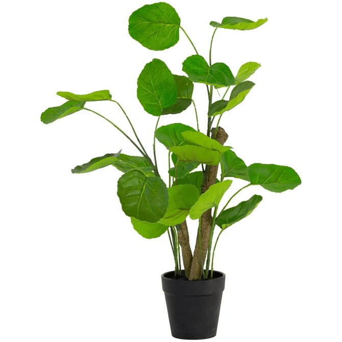 Grand Illusions Chinese Money Plant in Pot